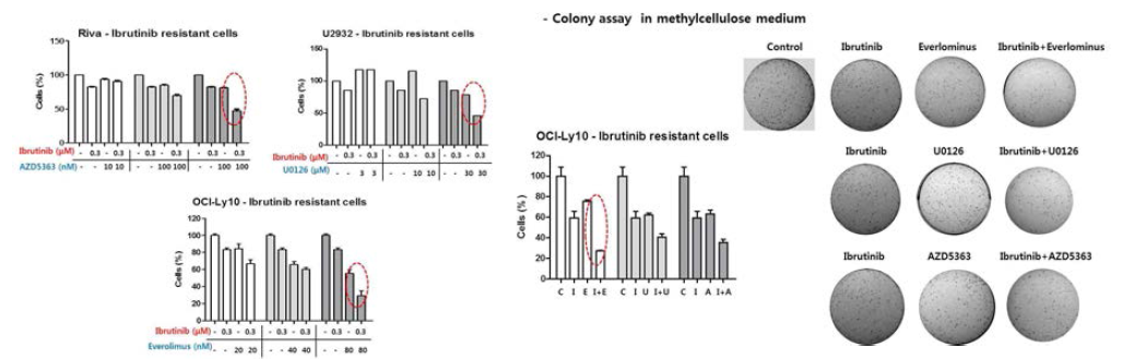 pR 세포주에 ibruinib 과 combination 처리 후 생존력 확인