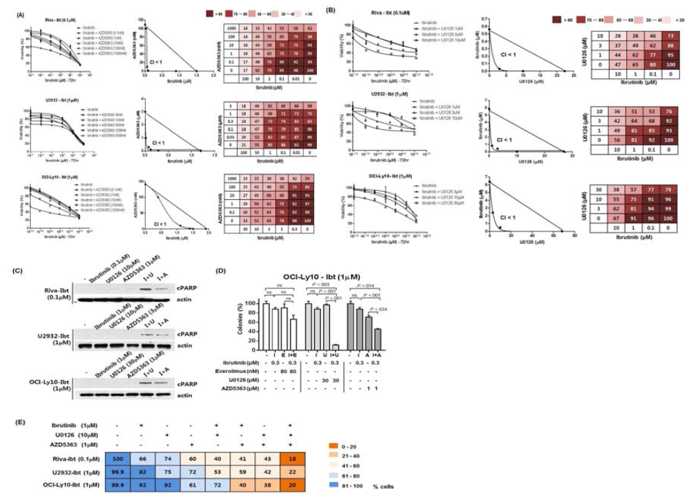 Ibruinib 과 AZD5363 또는 U0126 동시 처리시 상승 효과 관찰