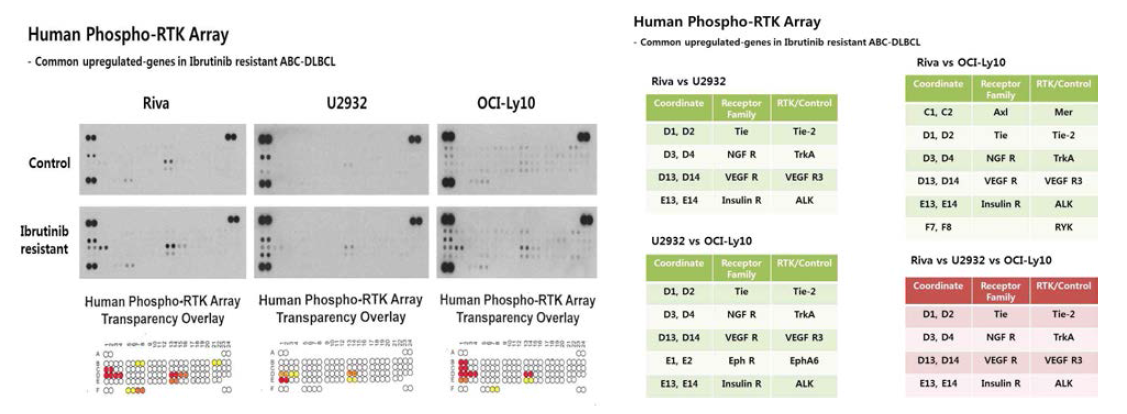 Phospho-RTK array 와 내성 세포주에서 공통적으로 증가한 유전자