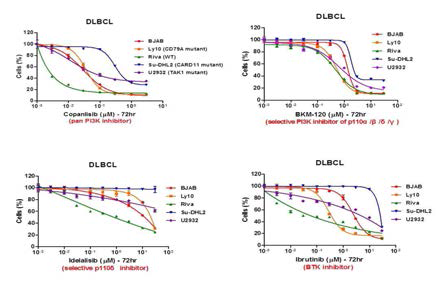 DLBCL 세포주에서 PI3K 저해제 반응성 관찰 (왼쪽)