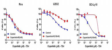 Copanlisib 내성 세포주 확립 후 내성 획득 재확인(오른쪽)