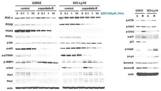 U2932 와 Ly10의 내성 세포주에서 AZD1208 (Pim inhibitor)를 처리하였을 때 유전자 발현 관찰