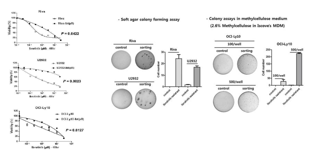 CCK-8 (왼쪽) 과 colony formation (오른쪽) 실험을 통한 ibrutinib resistance 확인