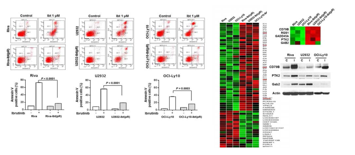 Apoptosis assay 통해 ibrutinib resistant 세포에서 ibrutinib 처리 시 apoptosis 가 적게 일어나고 있음을 확인 (왼쪽). Ibrutinib resistance를 조절하는 유전자 탐색을 위한 microarray (오른쪽)