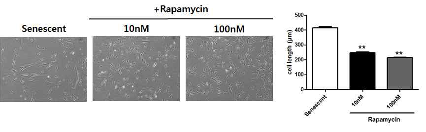 rapamycin 처리 후 노화된 심근줄기세포의 형태학적 변화 분석