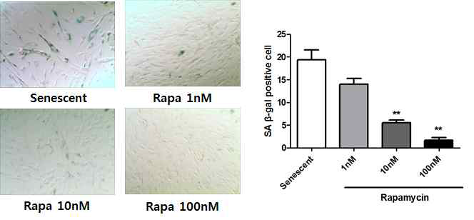 노화된 심근줄기세포 내 rapamycin의 항노화 효능 검증