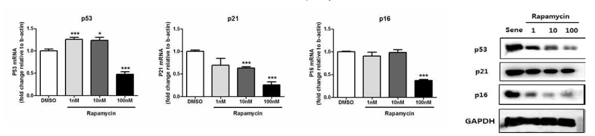 Rapamycin을 지속적으로 처리한 심근줄기세포 내 노화표지자의 mRNA 및 단백질 발현정도 분석