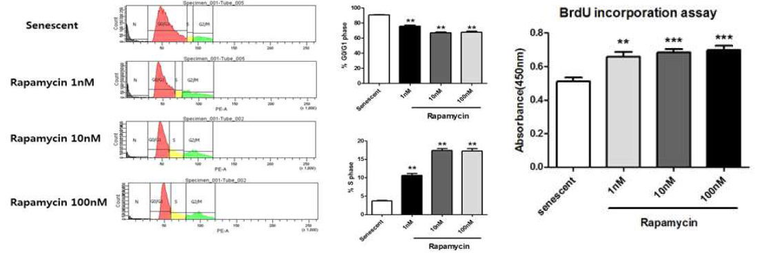 Rapamycin을 지속적으로 처리한 심근줄기세포의 세포주기 분석