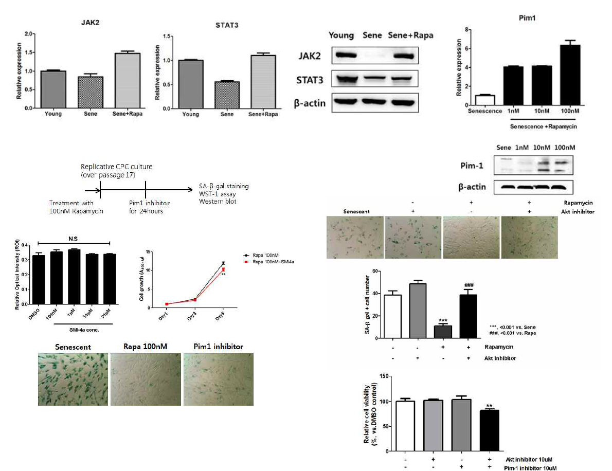 rapamycin으로 인한 노화회복연구의 매커니즘 관련 연구결과