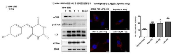 항노화 합성후보물질 MHY-1685구조식과 자가포식 유도 검증