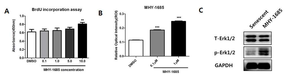 MHY-1685를 지속적으로 처리한 노화된 심근줄기세포의 세포증식능 증가 확인