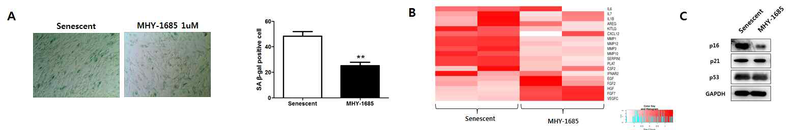 MHY-1685가 지속적으로 처리된 노화된 심근줄기세포 내 혈관분화능 검증