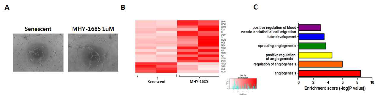 MHY-1685가 지속적으로 처리된 노화된 심근줄기세포 내 혈관분화능 검증