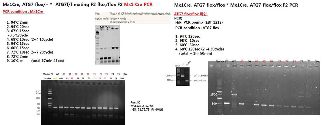 flox/flox mice와 Mx1 cre mice의 genotyping결과