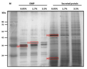 염농도 차이에 대한 E. piscicida CK41의 외막단백질과 분비 단백질의 변화양상