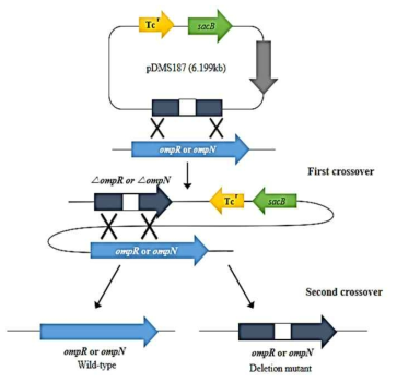 Double crossover mutation 방법을 이용한 E. piscicida 의 OmpR 및 OmpN 유전자 결손 돌연변이주 구축 모식도