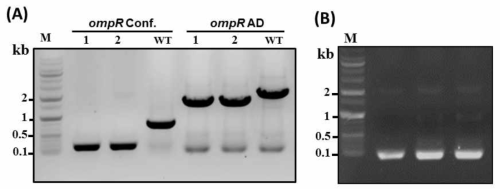 PCR에 의한 Edwardsiella piscicida 의 ompR 유전자 결손 확인