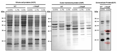 염농도 변화에 대한 E. piscicida 야생형과 OmpR 돌연변이 균주의 단백질 발현 양상