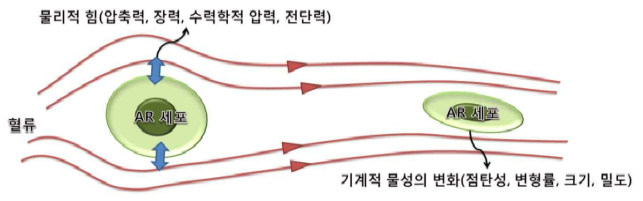 혈류에 의해 세포에 작용하는 물리적인 힘과 그에 따른 세포의 기계적 물성의 변화