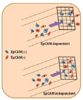 EpCAM에 독립적(비표지자)인 분리 방법