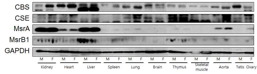 성별 및 조직별 황화수소 생성 관련 단백질 발현 차이. 수컷 및 암컷 생쥐에서 신장, 심장, 간, 비장, 폐, 뇌, 흉선, 골격근, 대동맥, 고환과 난소를 적출하여 CBS, CSE, MsrA와 MsrB1의 발현을 western blot을 이용하여 확인함. M, male; F, Female