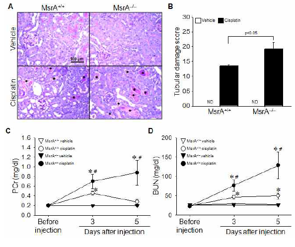 황화수소 생산계 장애 생쥐(MsrA KO)의 급성신장손상에 대한 민감도 조사. MsrA KO와 정상 수컷생쥐에 시스플라틴을 투여하여 급성신장손상을 유도한 후 3일과 5일 째에 신장의 조직학적 손상 정도와 혈장 크레아티닌, 혈액요소질소의 농도를 조사함. *, p<0.05 vs. respective vehicle; #, p<0.05 vs. MsrA+/+ cisplatin