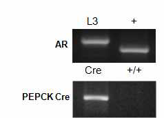신장의 근위세뇨관세포 특이적 ARKO 생쥐의 구축. ARflox/flox 생쥐와 PEPCKCre 생쥐를 교배하여 PEPCKCre;ARf/f 생쥐를 얻은 후 유전자형을 확인한 결과