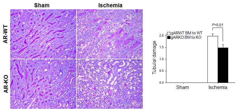 골수유래세포 특이적 ARKO 생쥐에서 허혈/재관류 후 신장의 조직학적 손상 비교. 골수 유래세포 특이적 ARKO와 정상 수컷생쥐를 30분 허혈에 노출 시킨 후 24시간에 신장의 손상 정도를 조사함. 허혈/재관류 후 24시간에서 골수 유래세포 특이적 ARKO와 정상 수컷생쥐 모두 신장 세뇨관의 손상을 보임