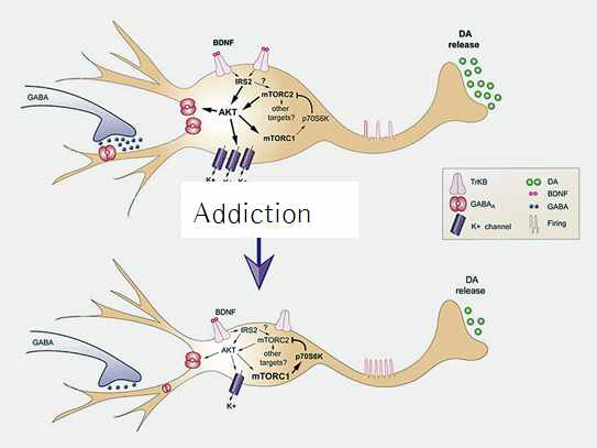 약물 중독에 의하여 도파민 분비 신경 세포의 세포체 직경이 감소하는 현상이 세포의 흥분성을 조절함