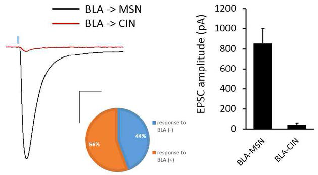 BLA에서 NAc로 뻗는 흥분성 시냅스 세기의 세포 타입 편향성. 채널로돕신을 BLA의 흥분성 뉴런에 발현시킨 후 NAc에서 MSN과 CIN을 동시에 double patch clamp recording을 하여 흥분성 시냅스 후 전류(EPSC)의 유무(왼쪽)와 세기(오른쪽)를 측정하였음