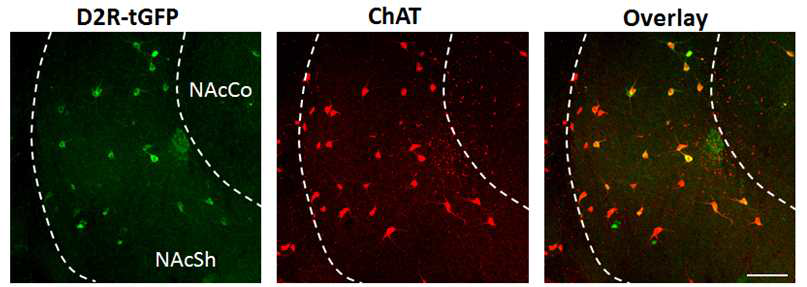 DIO (double-floxed inverted ORF) 시스템을 이용한 CIN-특이적 D2R 과발현 시스템의 수립. Ef1a 프로모터에 의해 과발현되는 마우스 D2R-turboGFP AAV벡터를 생산, ChAT-Cre 마우스의 NAc에 미세주입 하였음. 그 결과, CIN의 마커인 ChAT(빨간색)이 발현하는 세포에서만 D2R가 발현되는 것을 확인함