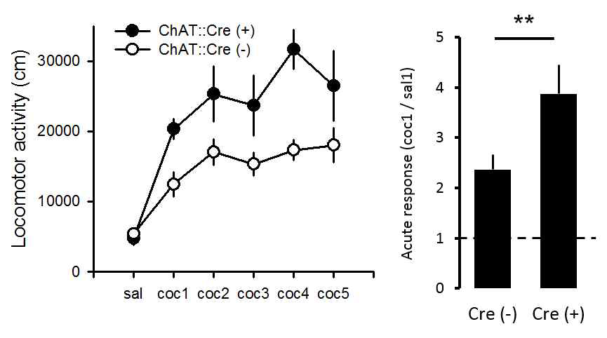 CIN에서 D2R을 과발현 시킨 후 코카인에 대한 행동민감화 측정 결과. D2R을 과발현한 그룹 (ChAT::Cre(+))은 5일간 지속적으로 대조군 (ChAT::Cre(-))에 비해 높은 보행행동 레벨을 보였으며(왼쪽), 첫 코카인에 대한 반응 정도도 유의하게 높았음(오른쪽)