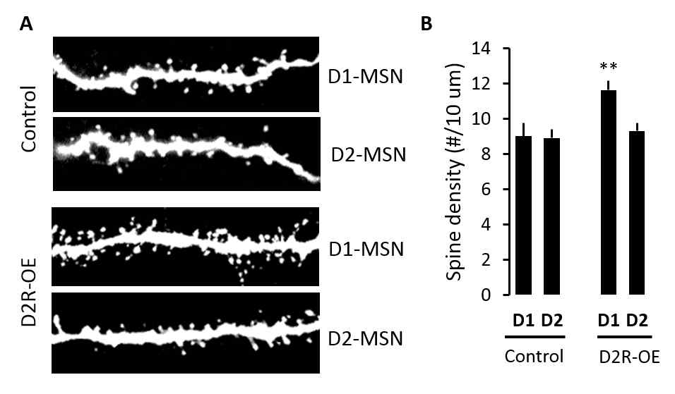 NAc의 MSN의 수상돌기 밀집도의 대표적 형광사진 (A)과 정리된 그래프(B). 대조군 마우스(Cre(-))과 CIN에서 D2R을 과발현시킨 마우스 (Cre(+))에서 단위 길이당 수상돌기의 개수를 측정한 결과임. D2R-OE, CIN-특이적으로 D2R을 과발현시킨 마우스; D1, D1-MSN; D2, D2-MSN