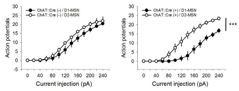 CIN-특이적인 D2R 과발현이 MSN의 막 흥분도에 미치는 영향 연구. 대조군(Cre(-), 왼쪽)에서 D1-MSN과 D2-MSN은 삽입된 전류 세기에 따른 활동 전위 개수에 유의한 차이가 없었음. 그러나 CIN에 D2R을 과발현 했을 때는 유의한 차이가 관찰됨(오른쪽)