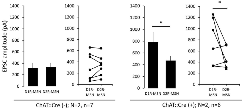 CIN-특이적인 D2R과발현 마우스에서 BLA-NAc간 신경회로의 흥분성 시냅스 후 전류(EPSC)의 변화의 세포 타입 특이성 검증. Cre(-) 대조군에서는 BLA로 부터 D1- 및 D2-MSN이 받는 흥분성 input의 크기가 차이가 없었음 (왼쪽). 그러나 D2R 과발현 그룹에서는 D1-MSN특이적인 input의 증가가 관찰됨(오른쪽)