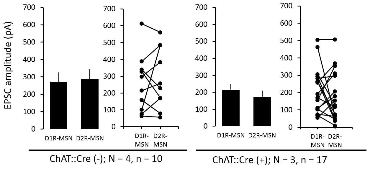 CIN-특이적인 D2R과발현 마우스에서 mPFC-NAc간 신경회로의 흥분성 시냅스 후 전류(EPSC)의 변화의 세포 타입 특이성 검증. D2R 과발현 그룹과 대조군 모두 mPFC로부터 D1- 및 D2-MSN이 받는 흥분성 input의 크기는 유의한 차이가 없었음