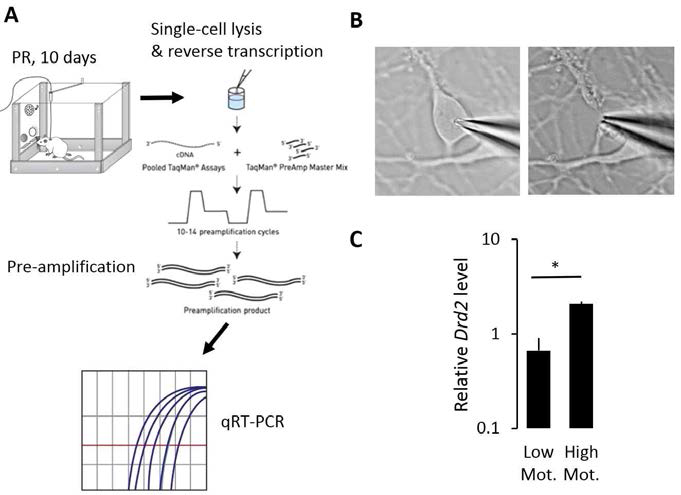 약물 중독 마우스의 NAc CIN을 이용한 single-cell qRT-PCR. Breakpoint 측정 후 acute slice에서 CIN을 선택적으로 골라 추출하였으며, RNA를 분리한 후 역전사하여 qPCR을 수행함(A). 파이펫 흡입을 통한 뉴런 prep의 예시 (B). NAc CIN의 Drd2 mRNA의 상대적인 발현량(C). Chat mRNA의 존재가 확인된 세포만 데이터에 포함하였으며, Rn18s양으로 normalize되었음