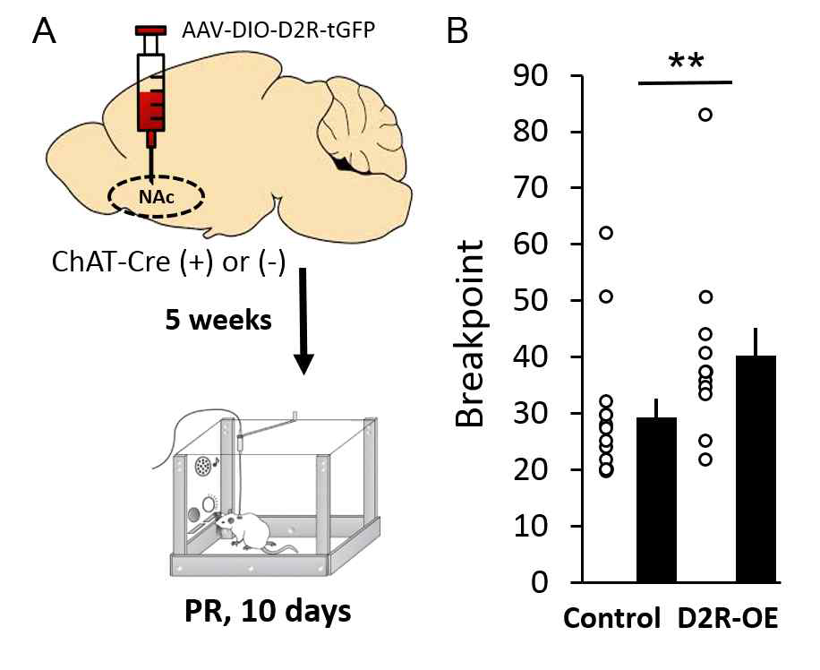 세포 특이적인 D2R 과발현 마우스의 약물 갈망 정도. Cre-특이적으로 D2R을 과 발현하는 AAV를 ChAT-Cre 마우스와 그 대조군 Cre(-) 마우스의 NAc에 미세주입함. 최소 5주간의 발현량 조절 후, 코카인 자가투여법으로 연속된 10일 간 breakpoint를 측정함 (A). 각 그룹에서 마지막 3일 동안의 평균 breakpoint (B)
