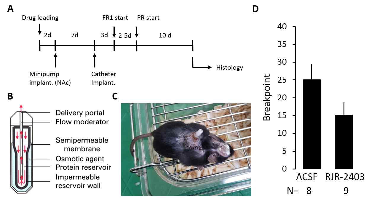 니코틴성 아세틸콜린 수용체 작용제 RJR-2403에 의한 약물 갈망감 조절. 삼투 펌프 삽입 수술 및 행동 실험 진행표(A). 삼투 약물 펌프의 단면 모식도(B). 삼투 펌프와 코카인 정맥 투여용 카테터가 동시에 삽입된 마우스 예시 사진(C). NAc에 RJR-2403을 장기간 주입하였을 때 보이는 코카인에 대한 최종 breakpoint 그래프