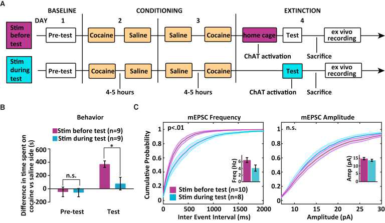 NAc CIN 활성의 광유전학적 조절을 통한 약물 보상 행동의 조절 및 그에 따른 생리학적 변화. 코카인 공간 조건화 후 보상 행동 테스트 및 전기생리학적 측정 패러다임을 나타내는 시간표(A). 콜린성 중간뉴런을 활성화하면 공간조건화 기억의 발현이 저하됨(B). 콜린성 중간뉴런의 활성에 의해 공간-보상 연관 기억이 저하된 마우스는 NAc의 MSN들이 받는 흥분성 시냅스 전류의 빈도가 감소함(C)