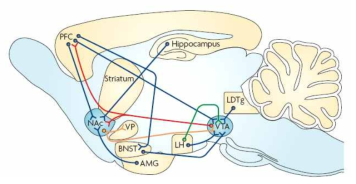 약물 중독에 의하여 변화하는 신경 회로. 빨간색; 도파민성 신경회로를 나타냄. 파란색, 흥분성 글루탐산성 신경회로; 노란색, 억제성 GABA 신경회로