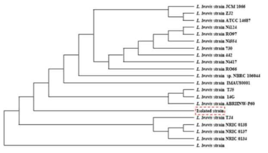 Phylogenic tree showing the relative position of L. brevis L-32 isolate based on 16S rDNA sequences, using the neighbor-joining method
