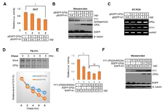 YY1과 CP2c의 결합은 YY1의 분해를 촉진함
