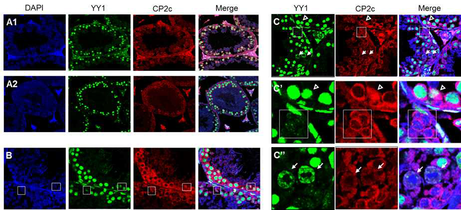 CP2c와 YY1은 정자형성 과정에서와는 달리 germ cell에서는 함께 존재한다