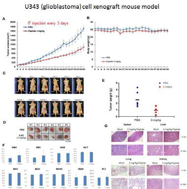 U343 종양세포 이식 생쥐모델에서의 ACP #1-2C의 종양형성 억제능 분석