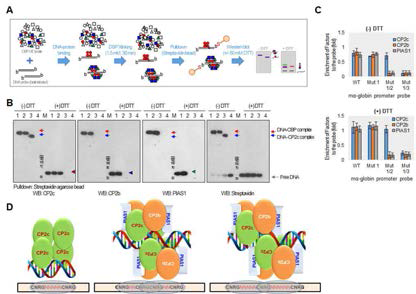 DSP cross-linking 분석을 통한 표적 DNA에 결합된 CP2c 동형 4량체와 이형 6량체의 검증 및 이에 따른 DNA-CP2c 복합체 모델
