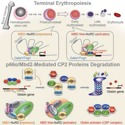 Mbd2-CP2c loop은 적혈구 분화를 유도한다