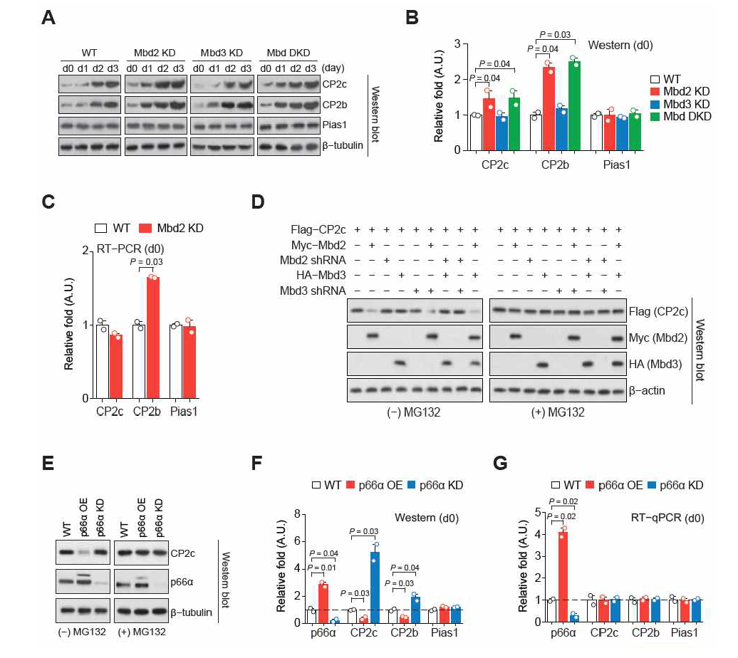 p66α- 및 Mbd2-의존적인 CP2c 단백질의 분해 조절