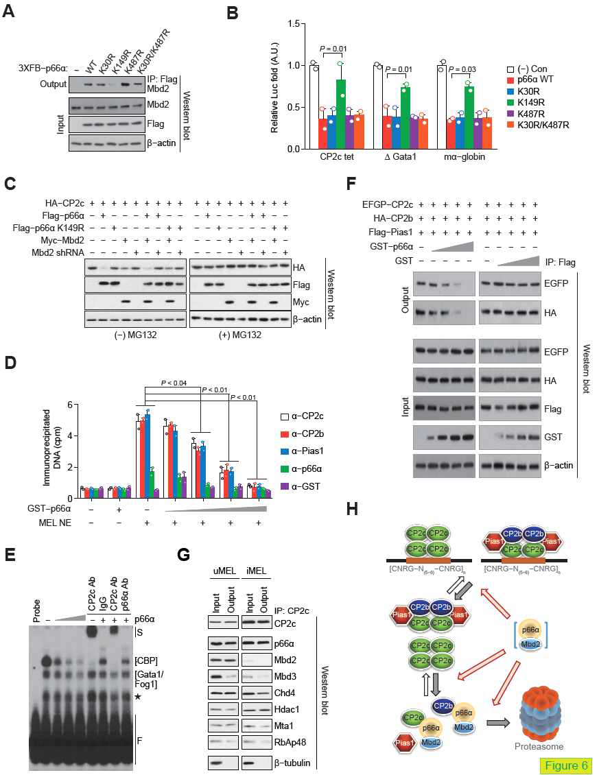 미분화 MEL 세포에서 p66α-Mbd2 상호작용은 CP2c 전사인자 복합체를 유리시키고 CP2c와 CP2b 단백질을 프로테아솜 경로를 통한 분해를 유도함