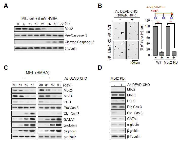 Caspase 3 활성은 Mbd2 및 PU.1의 하부에서 나타남